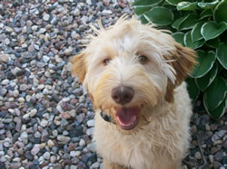 Goldendoodle